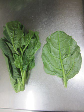 �c�������T�L�i�����A�w���FBasella alba�ABasella rubra